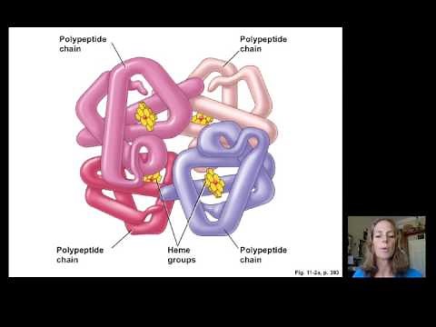 Lecture18 Blood