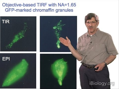 Microscopy: Total Internal Reflection Fluorescence (TIRF) Microscopy (Daniel Axelrod)