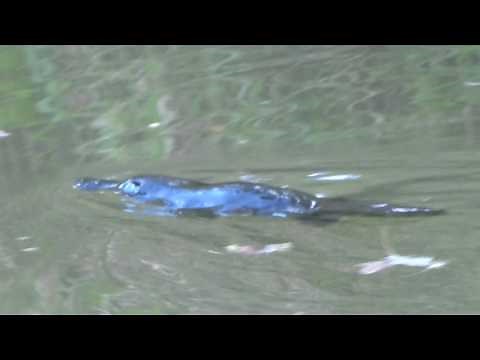 Duck-Billed Platypus swimming in the wild