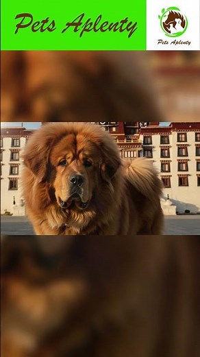 TIBETAN MASTIFF: The World's Most Majestic Dog!