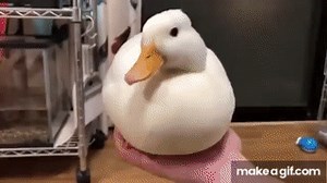 Duck disappears meme original. on Make a GIF