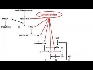 Antithrombin III Deficiency ; Causes, Types, Symptoms, Diagnosis, treatment