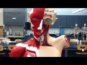 Respiratory Anatomy in the lab