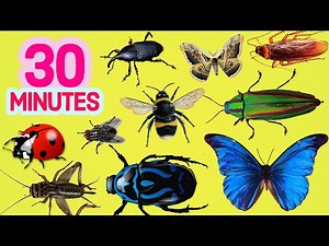 30 MINUTES Learn INSECT NAMES in English for BEGINNERS