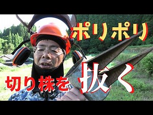 Easily remove stumps with a "Poke-Poke!" [Seichan Jig]