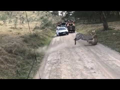 Intense fight between zebra and lioness