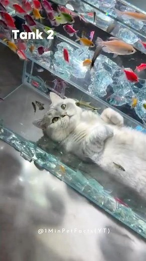 Gift Your Cat a FISH WORLD!🐱🐟How to create a Cat’s Fish Tank