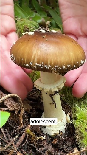 Amanita life cycle (Amanita pantherina)