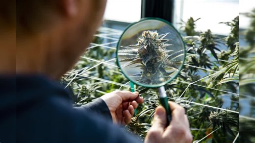 Nebraska medical cannabis commission continues cultivator application process