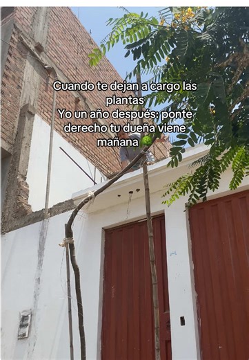 Extrañaba a su mamá 😳 tips para tronco torcido 🌳 #plantas #torcido #tronco #navidad #señoradelasplantas