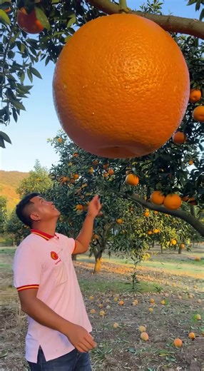 Discovering the Giant Orange Fruit Sizes
