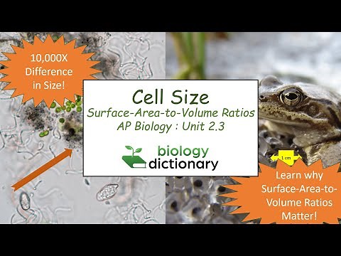 Cell Size and Surface-Area-to-Volume Ratios | AP Biology 2.3