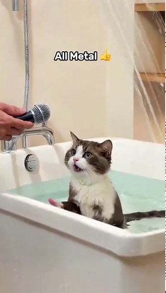 🐱 Even Cats Approve! | The All-Metal Shower Slide Bar You’ll Love 🚿✨