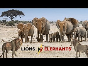 Lions vs Baby Elephant | Emotional Wildlife Scene