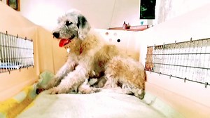 30K views · 3.6K reactions | La famiglia aumenta! Stamattina Barbie ha dato alla luce 9 piccoli ... e (assieme a Macchia) siamo arrivati a 110 cani! Restiamo in attesa del parto di Mimma. | Quelli di nessuno di Tony e Laura | Facebook