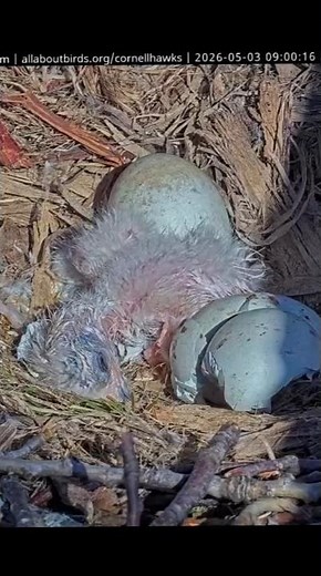 🎉Welcome in world baby Hawk 🐣 #bigred #birds #nest #nature #wildlife #egg #hawk