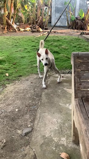 Play This Dog Sound For Your Dog