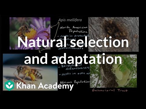 Natural selection and adaptation | Mechanisms of evolution | High school biology | Khan Academy