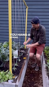 Vertical string trellising cucumbers, from planting to harvest! If you’re thinking about adding string trellising to your trellis game next season, cucumbers are a great place to start. They’re super easy to train up a string. This technique makes it easier to see all of your fruit (so you don’t miss any), easier to harvest (since there’s no cage or wire blocking your access), makes them less prone to fungal diseases (since they have great airflow), and it looks really cool. 🥒🌱 Save this post 