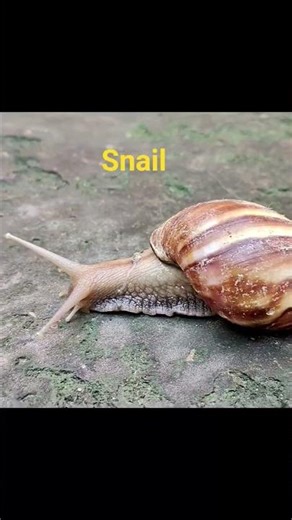 Snail Moving || Slow Snail || Snail Life #snail #creature #reptiles #animalkingdom
