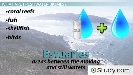 Freshwater Biome | Definition, Locations & Plants