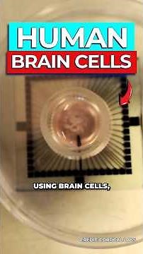 Scientists Train Human Brain Cells to Play Doom