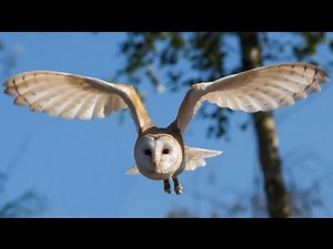 Where to see barn owls in the UK | Wild Britain