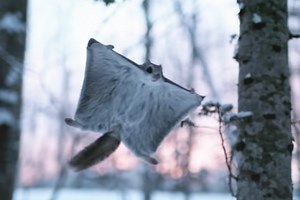 Baby flying squirrel takes flight