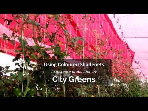 Using coloured shade net to increase production - Red Shade net for cherry tomatoes.