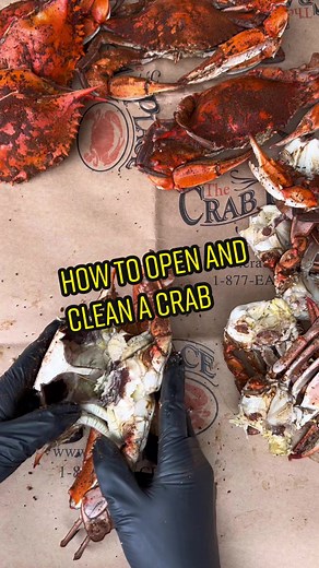 How to open and clean a crab. We ship nationwide #crab #crabs #crabtok #crabmeat #chesapeakebay #bluecrab #pickingcrabs