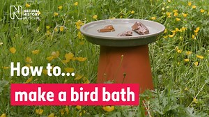 How to make a bird bath | Natural History Museum