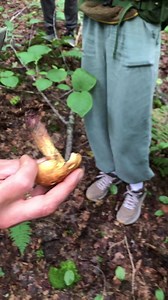 CBC Quebec on Reels | Facebook