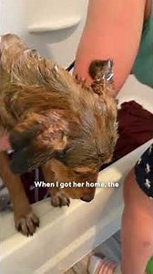 Puppy Begs Cars For Help On Side Of Road | The Dodo