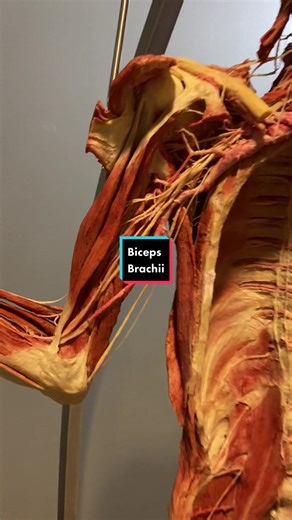 The biceps brachii, colloquially referred to as the bicep is the main flexor of the elbow joint. #anatomy
