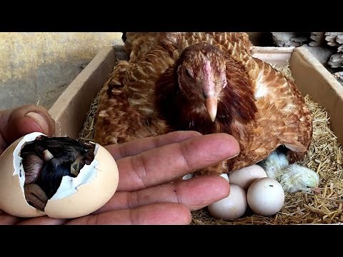 How Chicken hatch eggs and how newly hatched chicks look