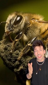 452K views · 25K reactions | Meet the Africanized Honey Bee  | Odd Danny | Facebook