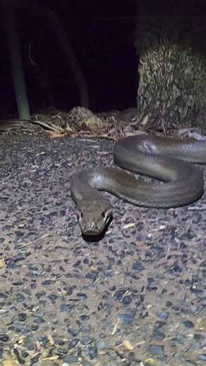 1.2K reactions · 62 comments | This absolute beauty is an Olive Python, Australia’s second largest snake. Olive Pythons eat mammals, birds and reptiles.. large specimens are even powerful enough to overpower, kill and eat small crocodiles up to around 1.5m in length, which is absolutely mental. This particular individual is a decent size, but it’s only half as big as they can get.. crazy! 李 Mak Mak Marranunggu Country Northern Territory Australia | Wildman Adventures | Facebook