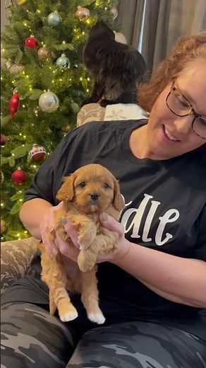 Harper the Cavapoo Puppy For Sale - Ava & Ranger - Prairie Hill Puppies