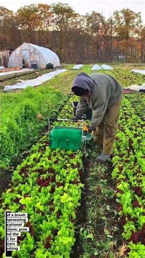 Efficient Lettuce Harvesting with Brush Tool: A Gardener's Review