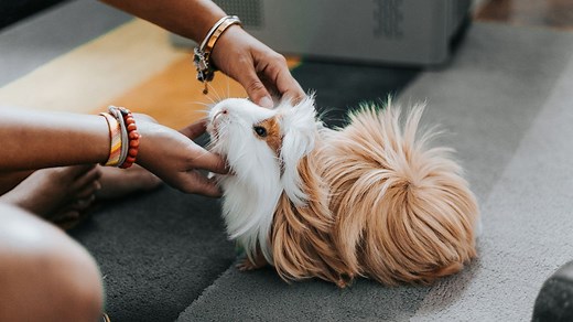 10 Easiest Pets to Take Care Of