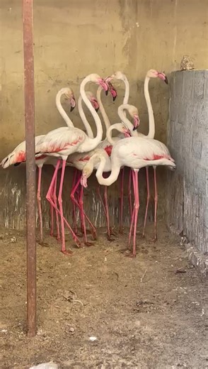 Flamingos in Their Habitat: A Close Encounter