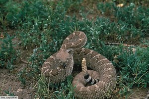 Western Diamondback Rattlesnake Facts, Pictures & Information