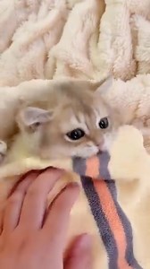 "Just let me find the most comfortable spot..." Brought to you by Nutrition Strength: keeping your pets healthy and happy. | Dash Of Folly