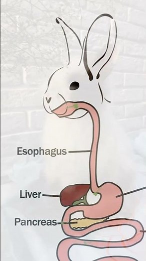 Rabbits Eat Their Own Poop