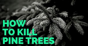 How To Kill a Pine Tree – Most Reliable Methods to Use