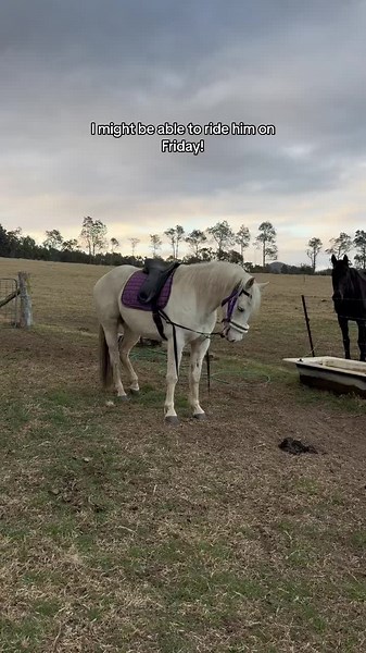 Before i hear anyone “RIDE BITLESS” he is 3. This is an important part of breaking in