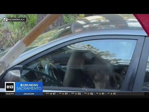 Bear gets trapped in car in South Lake Tahoe