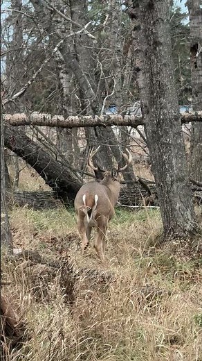 Something’s Wrong with This Buck… What Happened Here?”