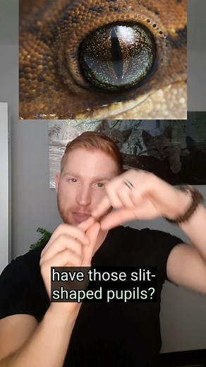 Understanding Snake Vision: The Mystery of Slit-Shaped Pupils