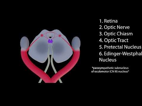 Pupillary Light Reflex Pathway Animation